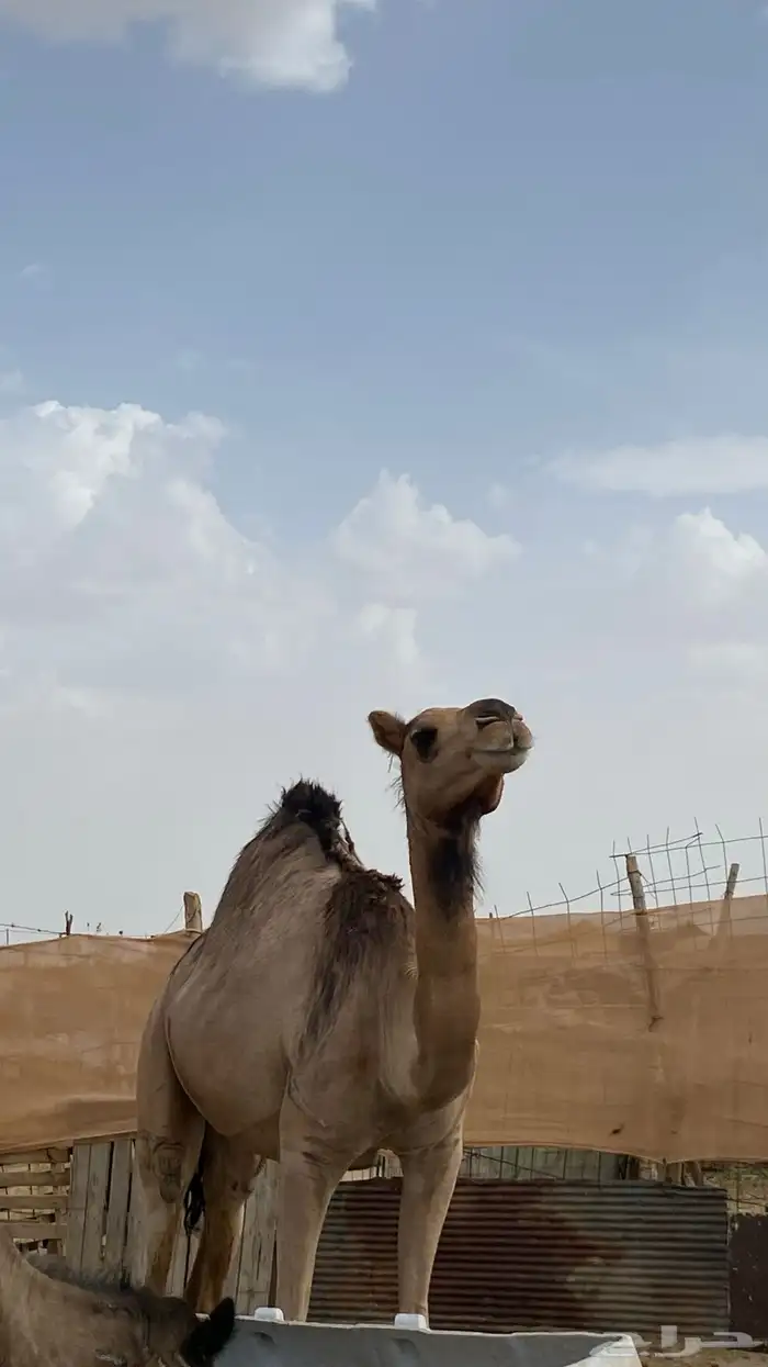ناقه 1