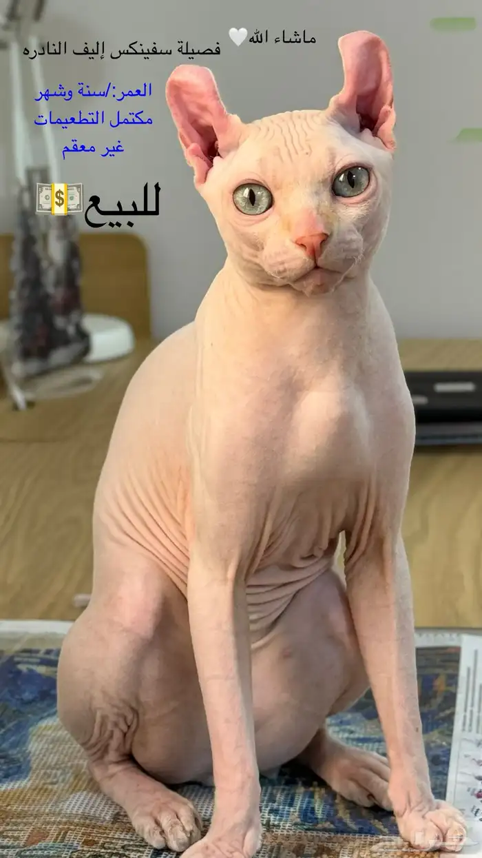 للبيع قط ذكر فرعوني سفينكس إليف 0