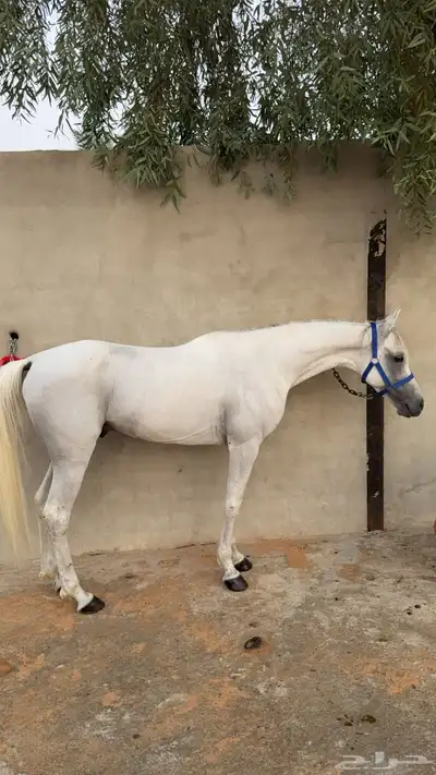 حصان واهو بيور 1