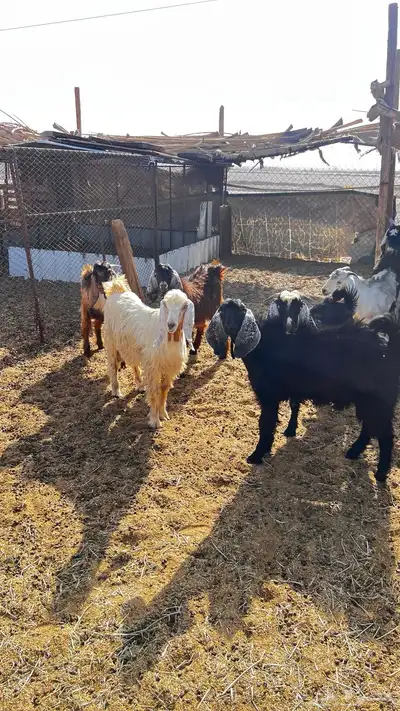 تيوس ذبايح طيبه 1