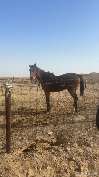 خيل 0