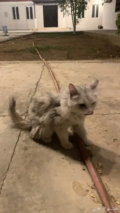 قطة مفقودة 0