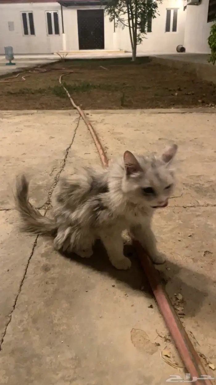 قطة مفقودة 0