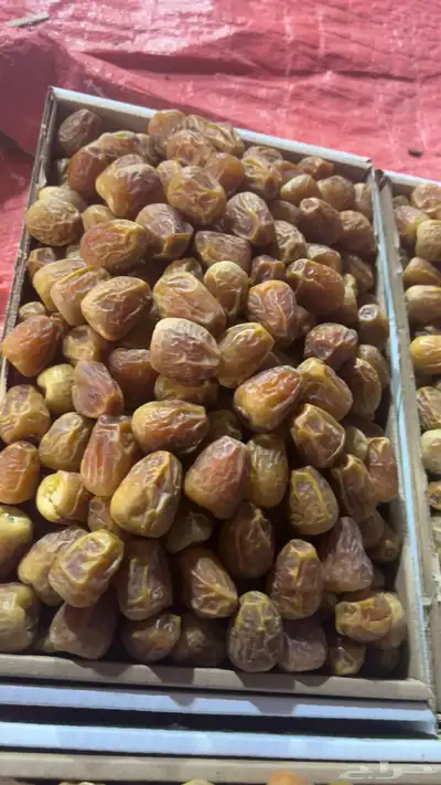 تمر سكري 4