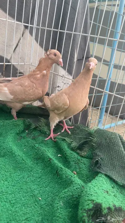 زاجل نوادر 4