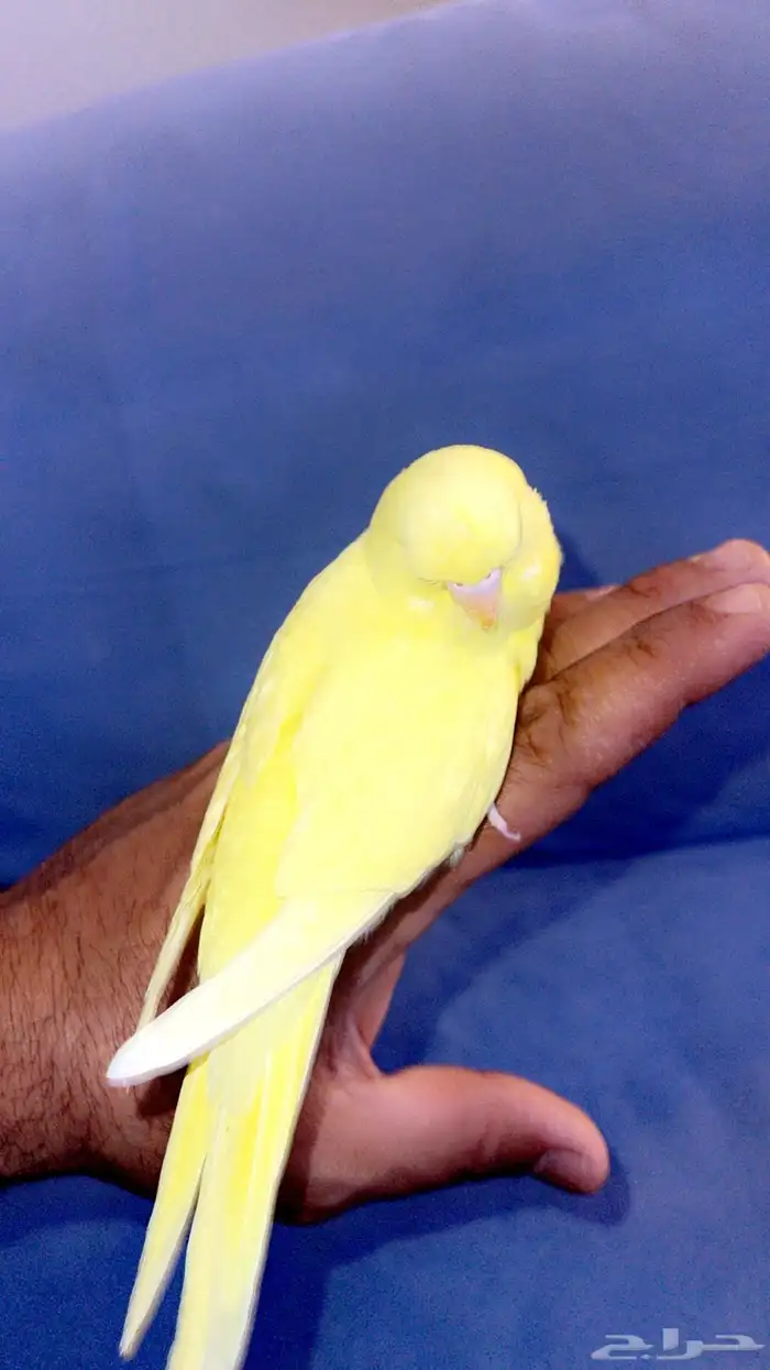 بادجي اليف 2
