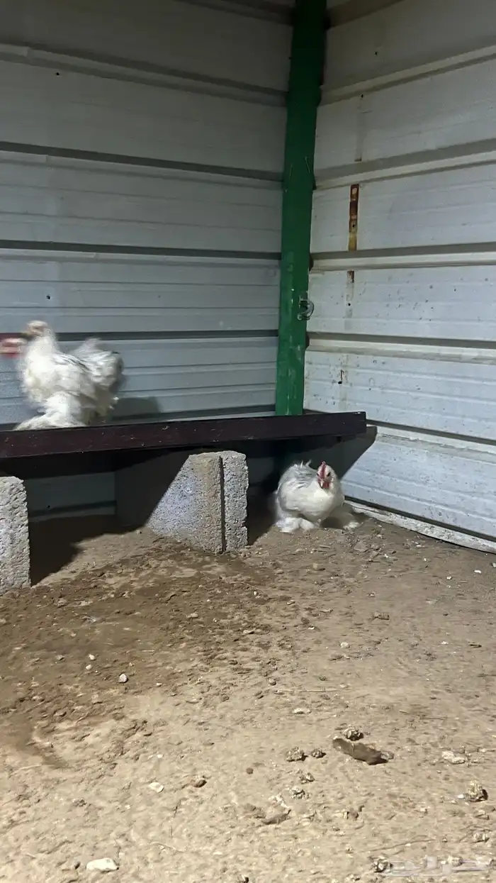 للبيع دجاج براهمه 2