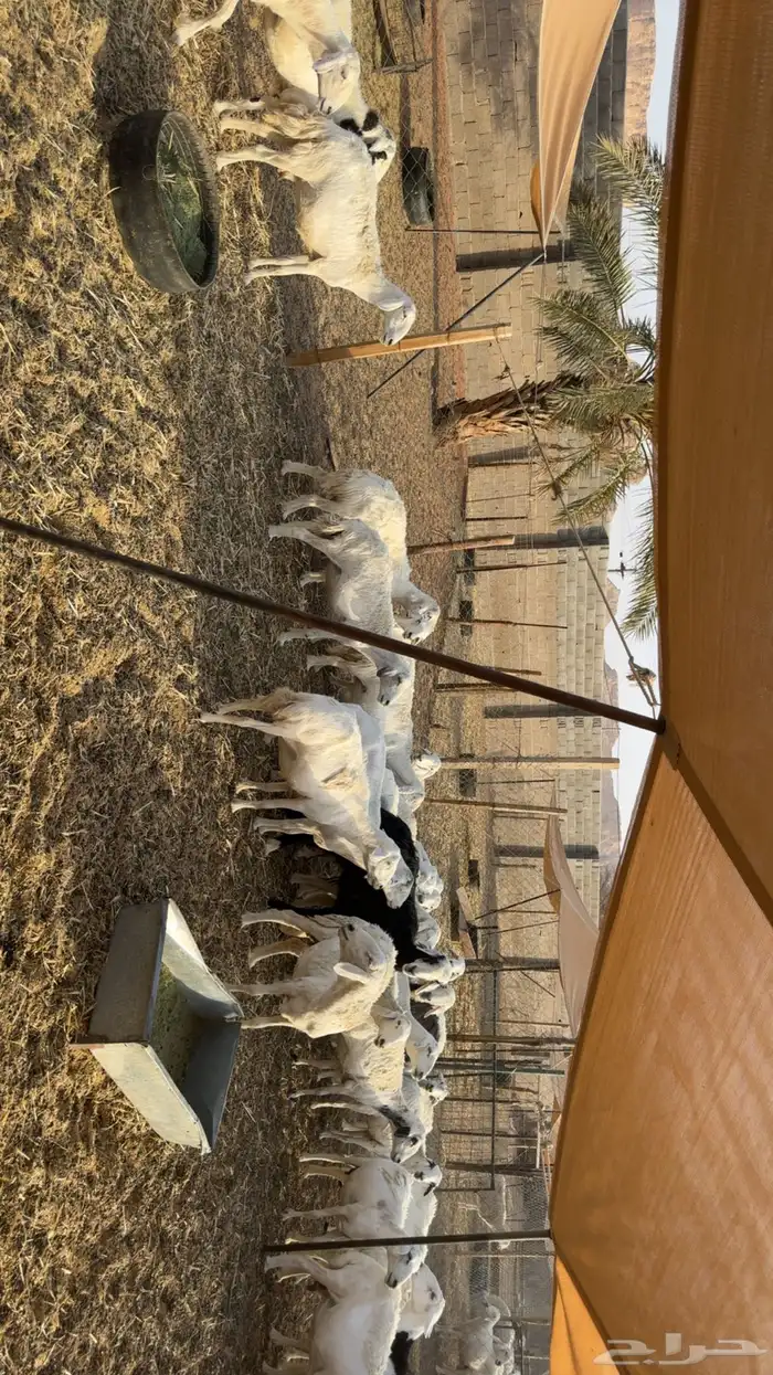 غنم حصيب ودفيع ومقرعه 6
