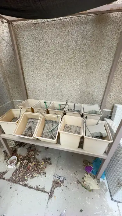 زراعة مائية 0