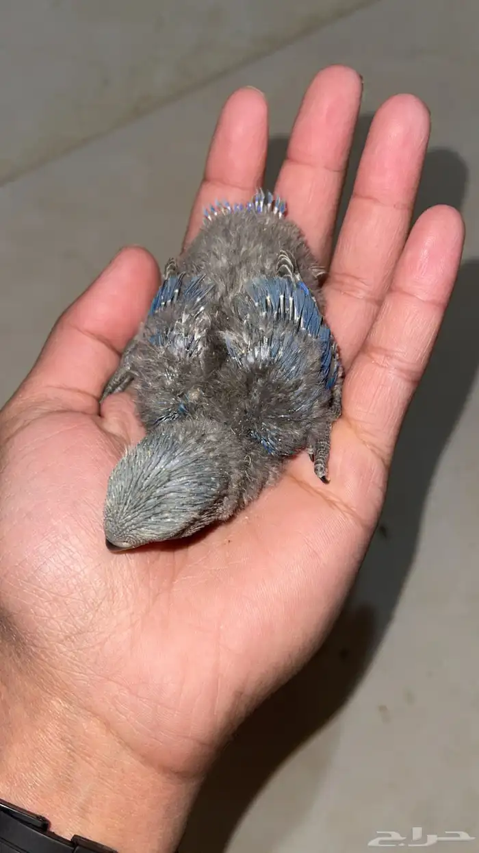 فروخ روز غر 3