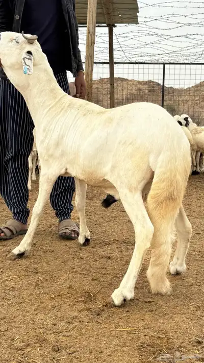 سواكن - سواكني ابيض 4