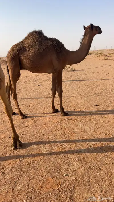 قعود سمين 0