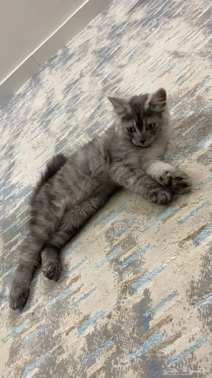 بسس وقطه 6