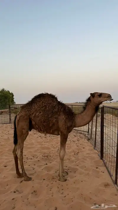 حاشي عمره 8 اشهر 0
