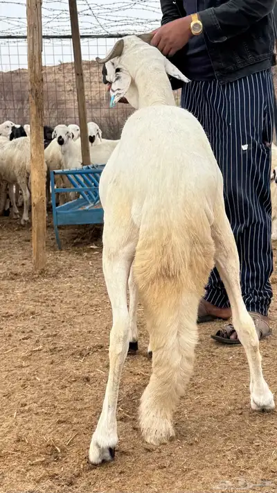 سواكن - سواكني ابيض 5