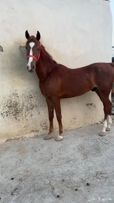 حصان شعبي 0