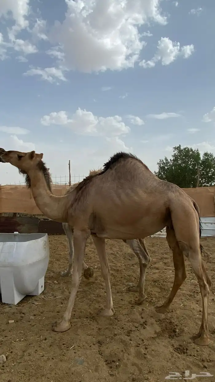 ناقه 2