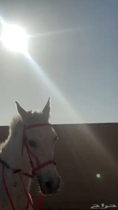 فرس شعبيه للبيع 1