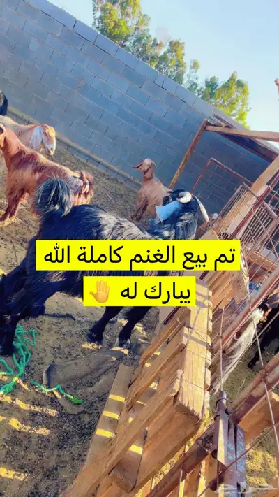 تبوك 0