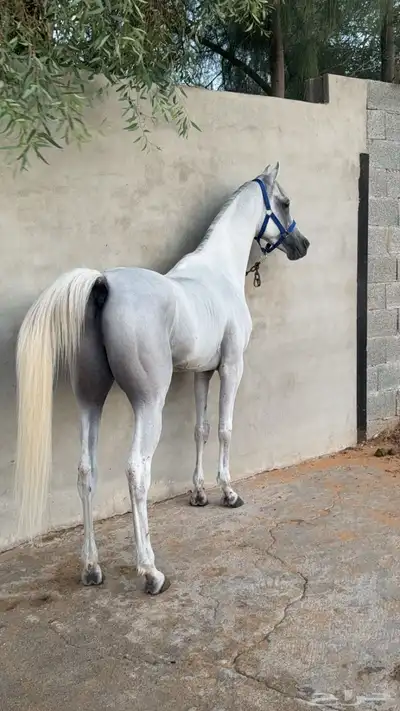 حصان واهو بيور 0