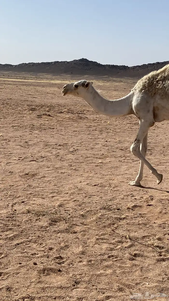 قعود اوضح 1