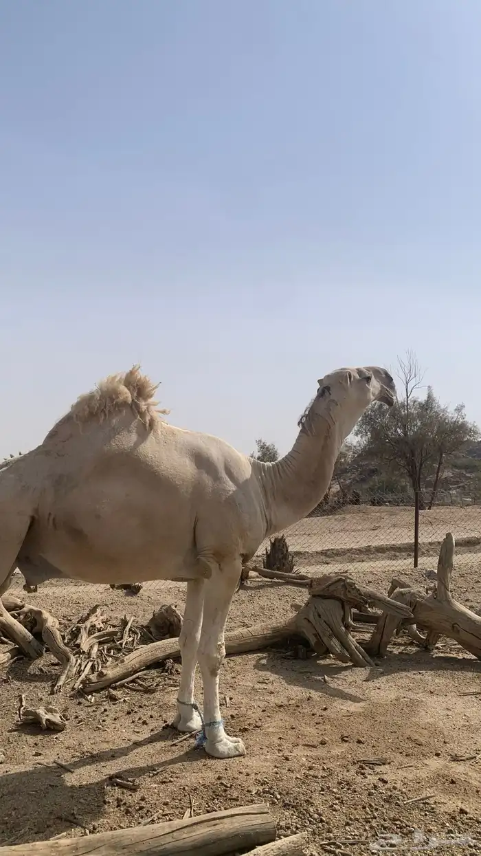 بعير كفو 1