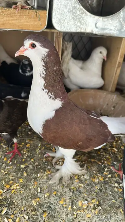 حمام زينه أنواع 2