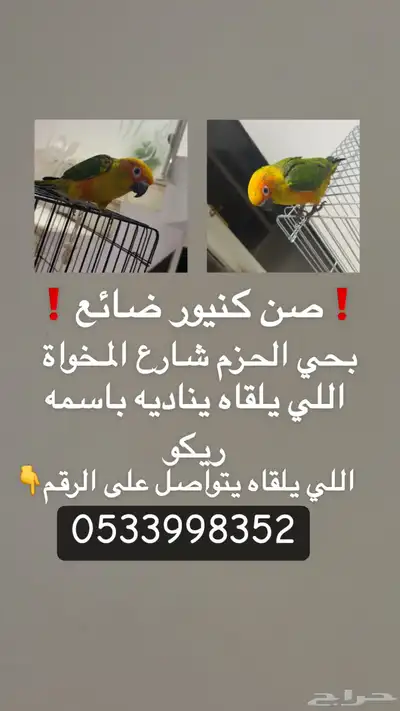 صن كنيور ضايع 0