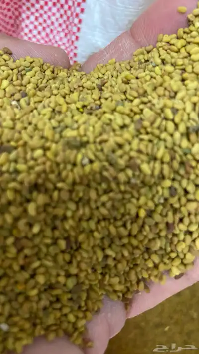 بذر برسيم بلدي إنتاج المذنب 1