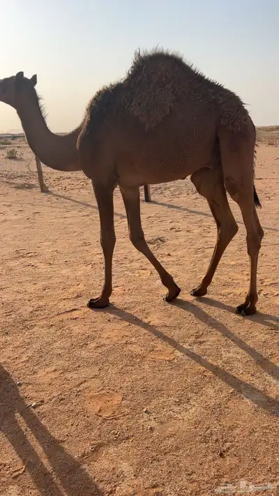قعود سمين 1
