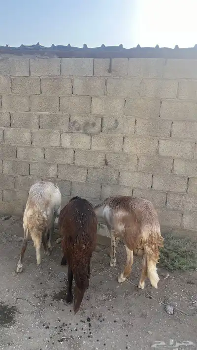 سواكن مرابي جذعان جبرة 3