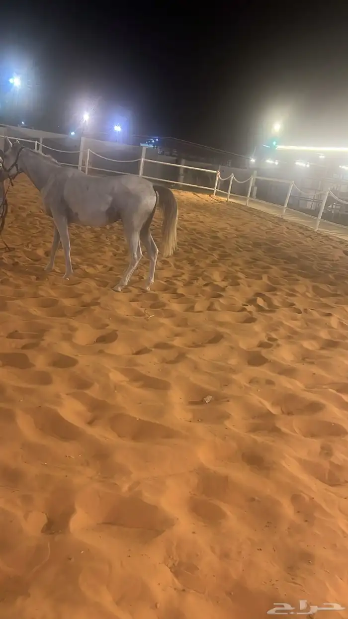 مربط شام الأصيل إيواء وتأجير وتدريب 2