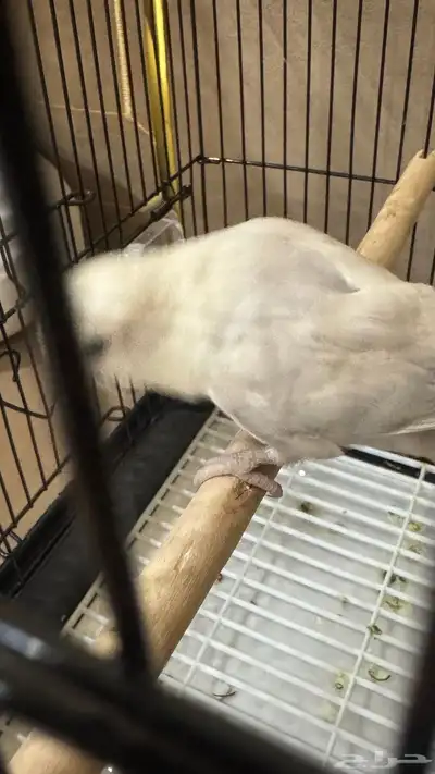 للبيع ببغاء روز نص ولافه لون مميز جدا 7