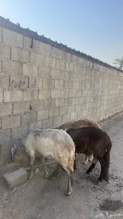 سواكن مرابي جذعان جبرة 0