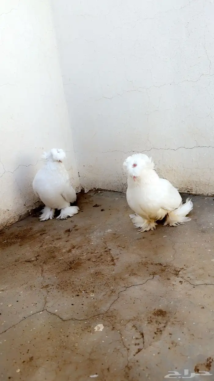 للبيع عشه حمام زينه بخاره ومفتل وكرستال 3