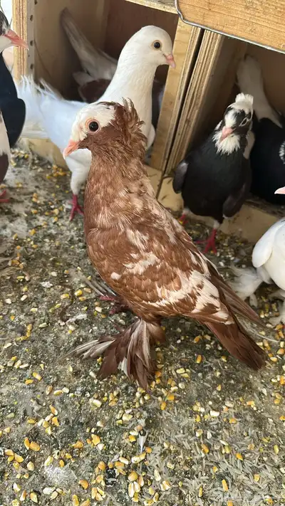 حمام زينه أنواع 1