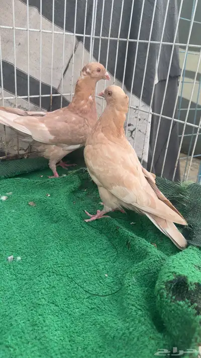 زاجل نوادر 2