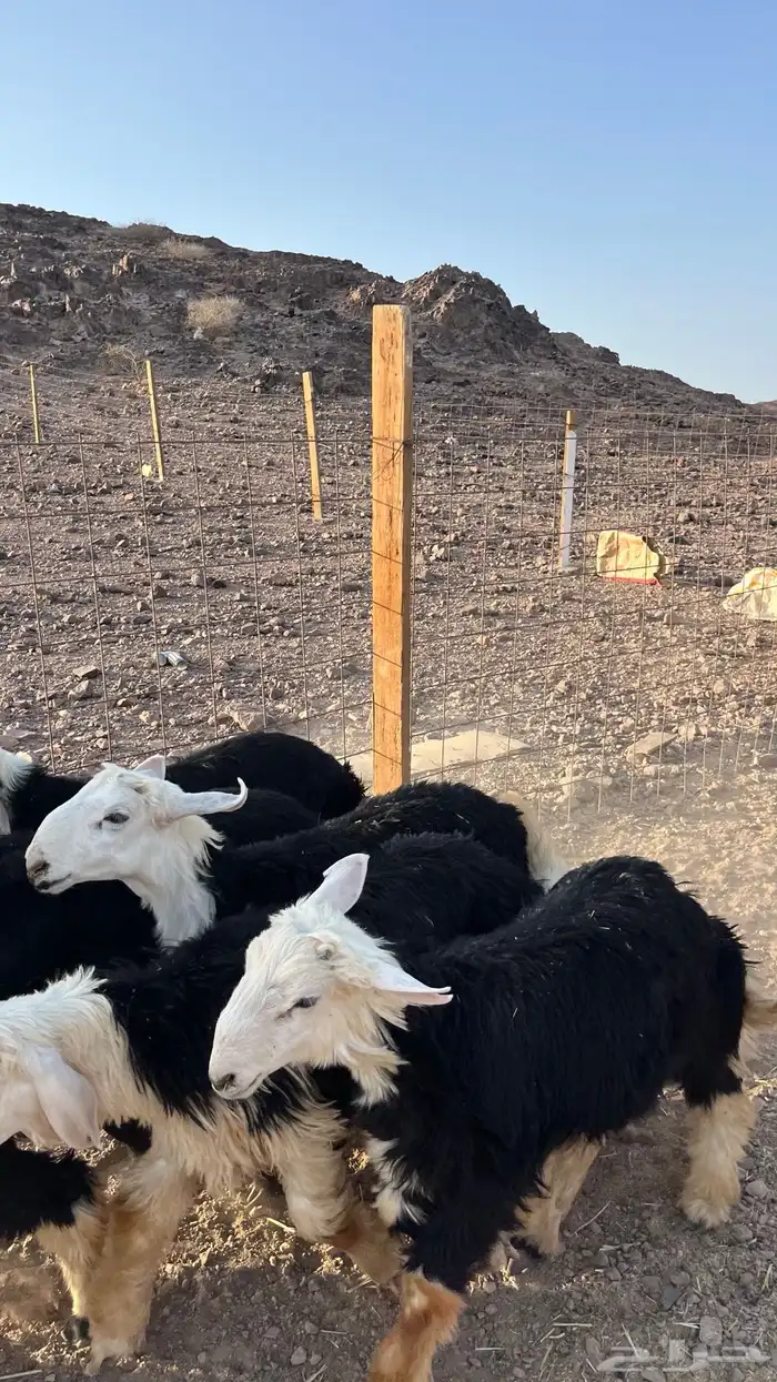 طليان حريات ونجد ذبايح فاخر ونظيف شرط مناسبات زواجات ثلاجات 27
