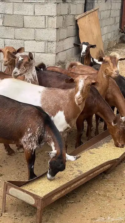معزاء حص جم بفحلها 4