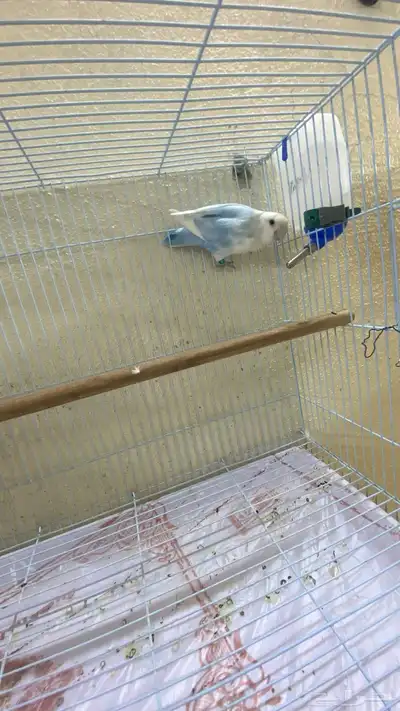 ذكر روز محلل 3