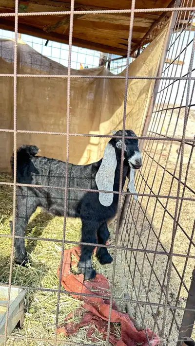 تيس مشروع فحل عارضي زين بالحيل 0