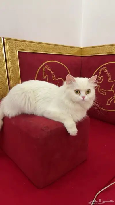 قطوه للتبني 1