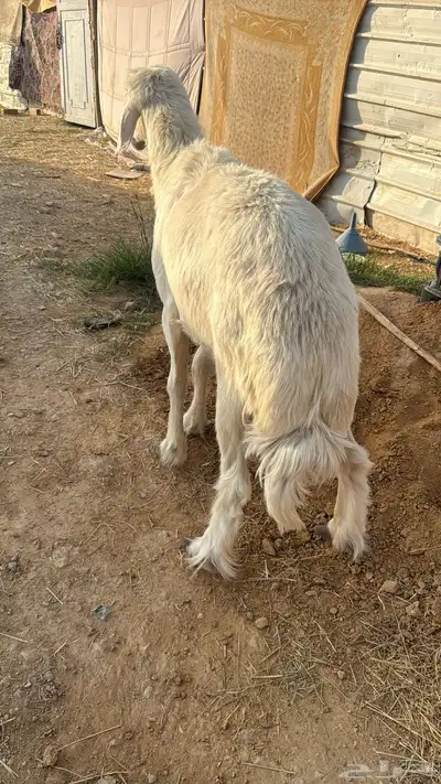 فحل جرم ماشاءالله 6