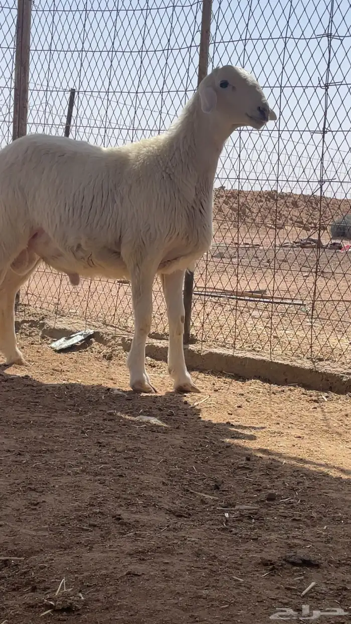 للبيع مشاريع فحول معرفه اعمارها سته اشهور وشرط انها طيبه 2