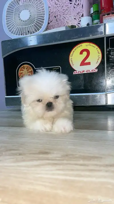 mini sitzu 4