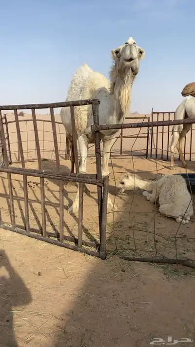 لقحه رمانيه كفووو ام ثالث ولقحه على باتلي منتج 0