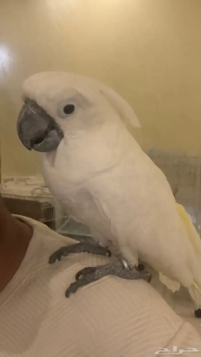 بغبغاء كوكاتو امبريلا للبيع 3