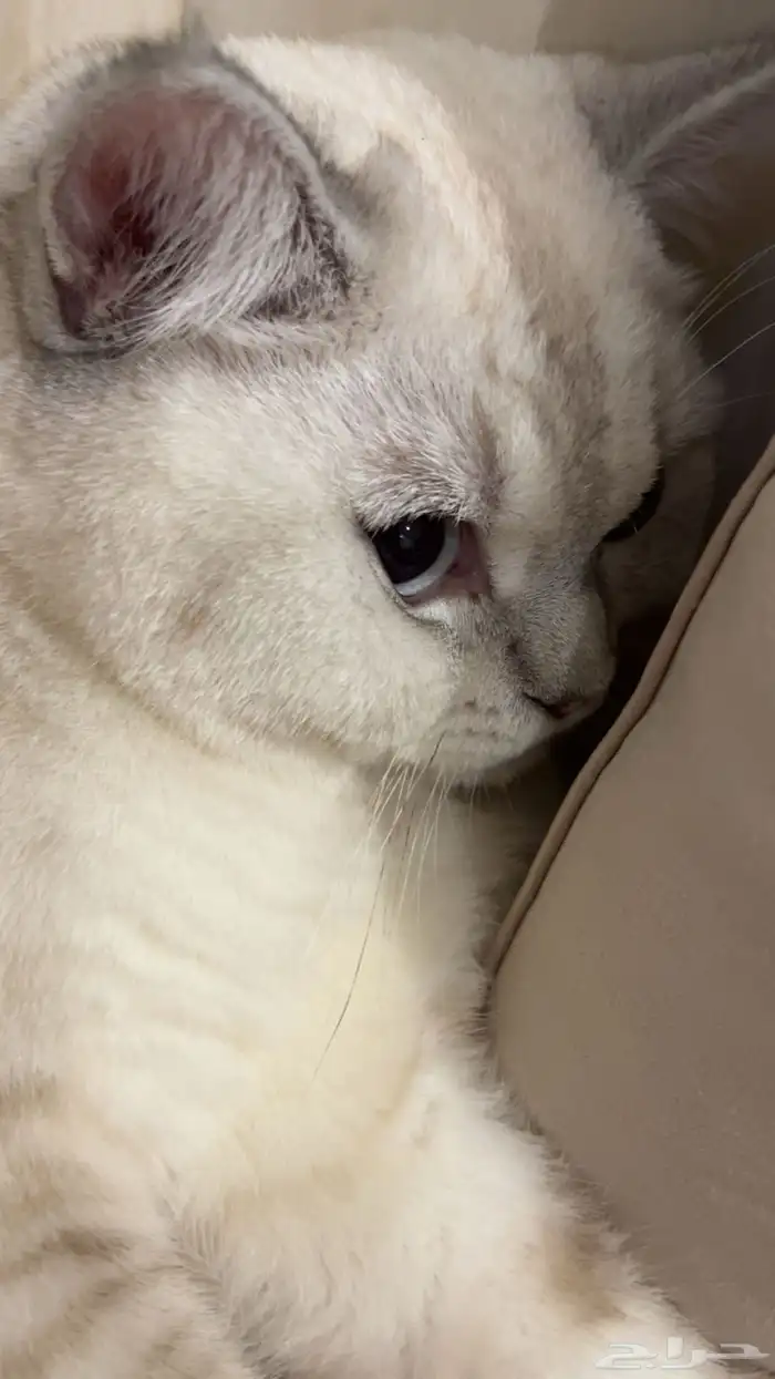 قط ذكر للتزاوج 3