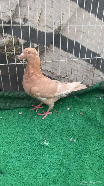 زاجل نوادر 1