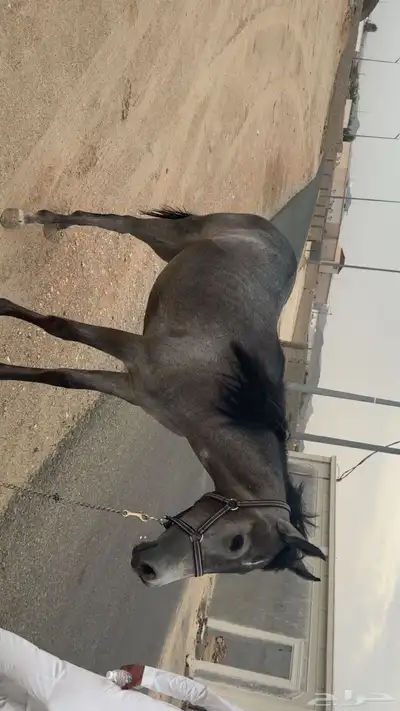 مهره 0
